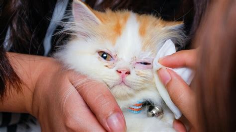 Penyebab mata kucing berair yang pertama adalah produksi air mata berlebihan. Penyebab Mata Kucing Berair & Cara Mengobatinya | Republik SEO