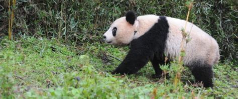 Chinas Wild Giant Panda Population Grows According To