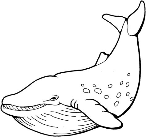 Whale Outline Clip Art Library  Clipartix