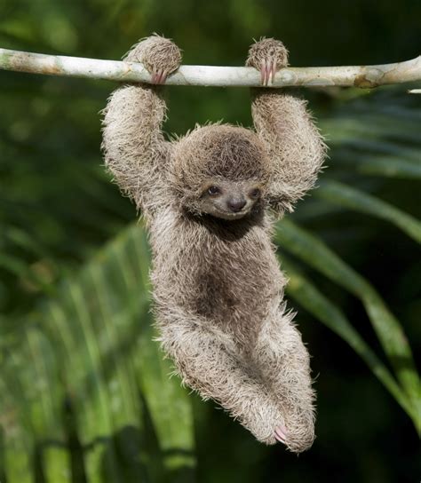 10 Fun Facts About Sloths