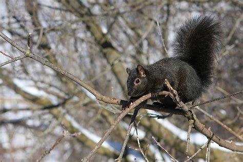 5 Types Of North American Squirrels Worldatlas