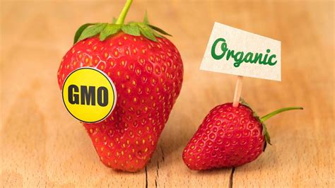 Organic Vs Gmo How Do These Labels Reflect The Quality Of Food