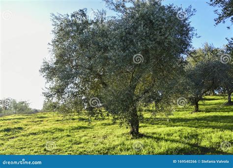 Olive Tree In The Light Of Sunset Umbria Italy Stock Photo Image Of