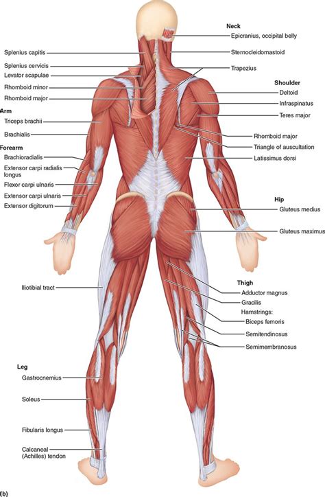 During the incline bench press the. Major Skeletal Muscles of the Body | Body muscle anatomy ...