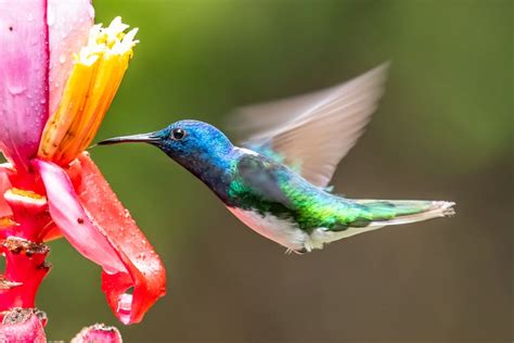 4 Things Hummingbirds Like To Eat Most Diet Care And Feeding Tips