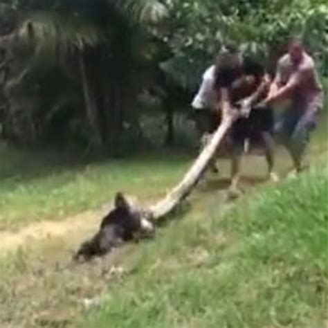 Video Men Save Dog From Python But Not Everyone Is Happy About It