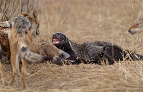 Fantastic Sighting Honey Badger Versus Jackals Africa Geographic