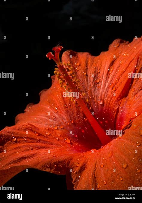Red Hibiscus In Bloom Stock Photo Alamy