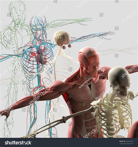 Human Anatomy Exploded View Deconstructed Showing Stock Illustration ...