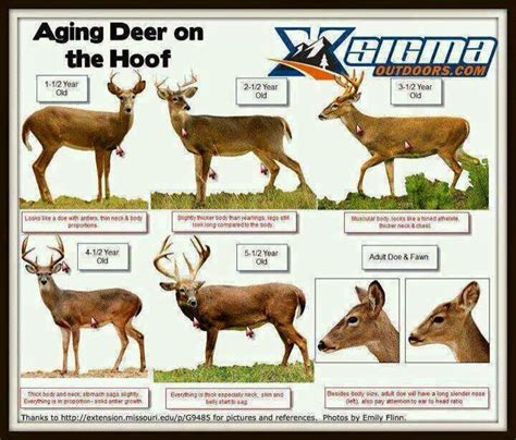 Whitetail Deer Hunting Deer Hunting Quail Hunting