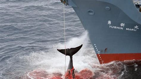 Japanese Whaling Boat Told To Move Away From Macquarie Island News