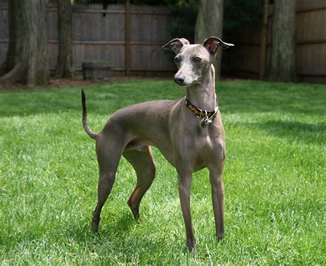 Fileitalian Greyhound Standing Gray Wikipedia The Free Encyclopedia