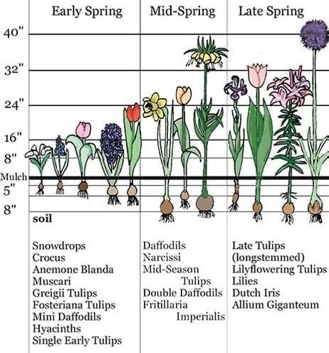 Spring Flowering Bulbs To Plant In Fall Bulb Planting Guide The Old