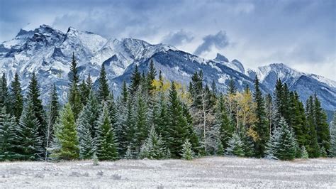 Wallpaper Trees Landscape Mountains Nature Snow Winter