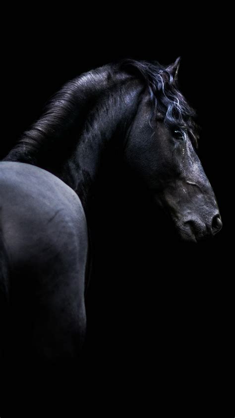 Horse Phone Screensaver Wallpapers Wallpaper Cave