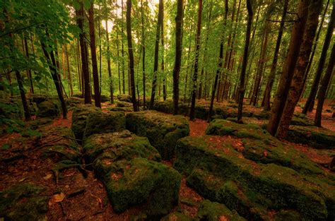 Wood Stones Moss Wallpaper Hd Nature 4k Wallpapers Images And