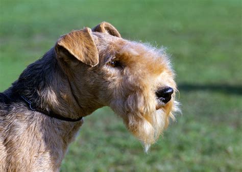 Meet The Mighty Members Of The Terrier Dog Group — Photo Gallery