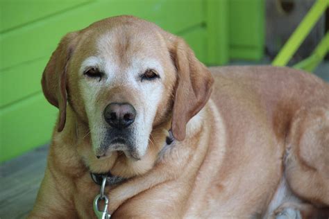 Senior Dog Diet Wikipedia
