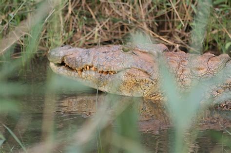 Croco Reptiles Animaux Crocodiles Animaux Animaux Santa