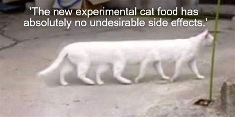 Absolutely No Undesirable Side Effects Funny Cat Memes Funny Cats