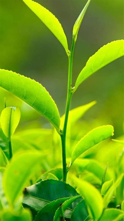 Nature Fresh Vitality Tea Leaf Bud Close Up Iphone Wallpapers Free Download