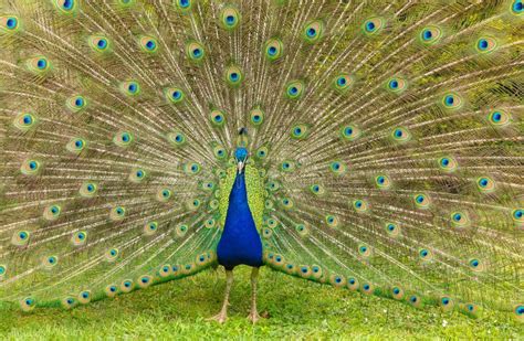 Blue Male Peacock Displaying His Colourful Tail Feathers With