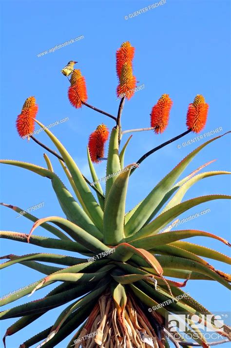 Cape Aloe Aloe Ferox Namaqualand South Africa Africa Stock Photo