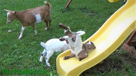 What Do Goats Like To Play With Farm Animal Pet