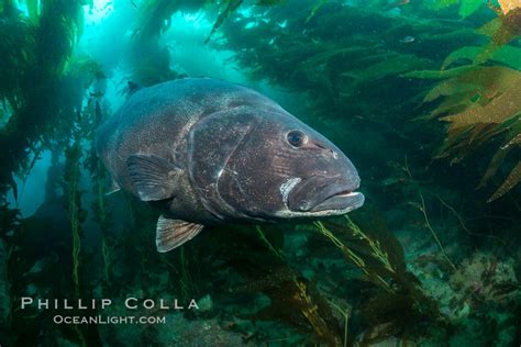 Giant Black Sea Bass Catalina Island Stereolepis Gigas California