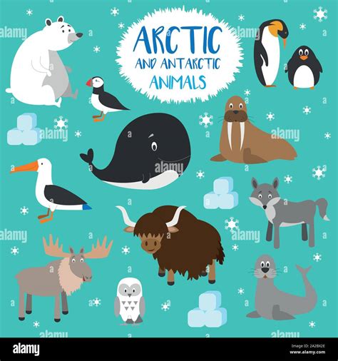 Vector Set Arctic And Antarctic Animals Set Of Polar Animals Flat
