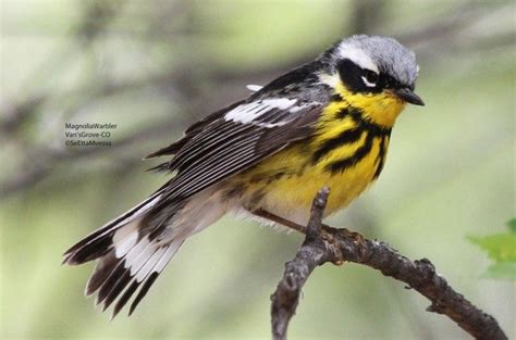 Magnolia Warbler Colorful Bird Wearing A Necklace Birds