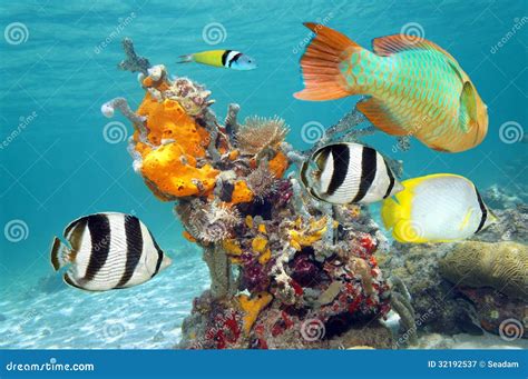 Vibrant Colors Of Marine Life Stock Image Image Of Ecosystem Animal