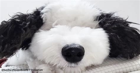 Snoopys Real Life Lookalike Is Taking Over The Internet The Animal