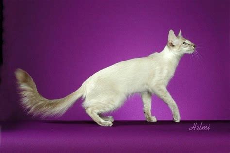 Javanese From Pictures Of Cats Balinese Cat Cat Breeds Cat Reference