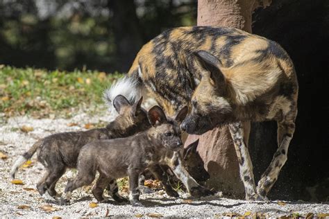 African Painted Dog Pups Are Zoo Miamis First In 20 Years Zooborns