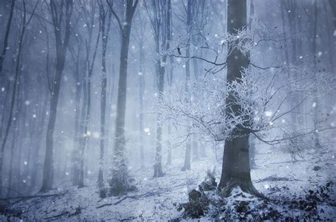 Winter Scene Magical Forest Winter Trees Snowfall