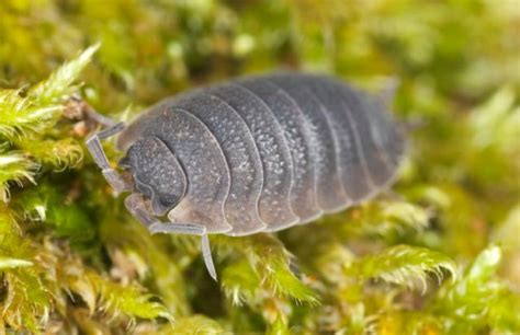 10 Facts About Rolly Pollies Facts Of World