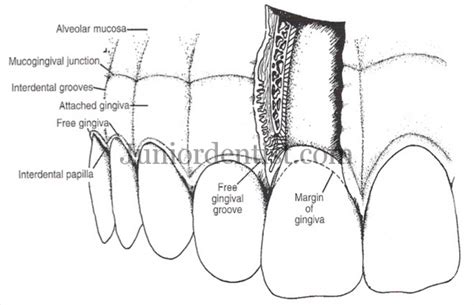 Keratinized And Non Keratinized Areas Of Oral Mucousa In