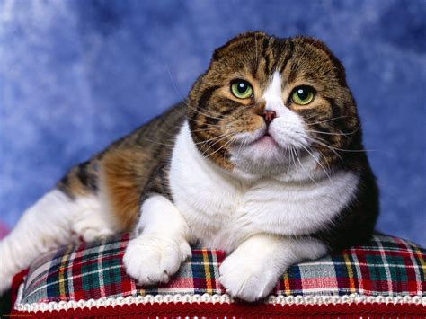 Scottish Fold Cat Breed Animals Library