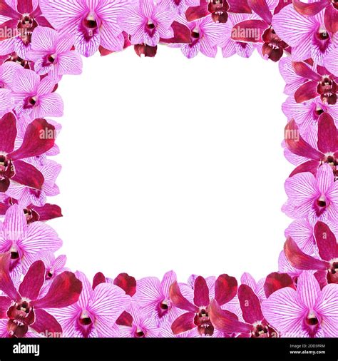Purple Orchid Flowers Border Design Stock Photo Alamy