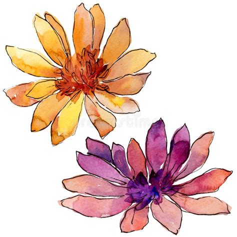Watercolor Colorful African Daisy Flower Floral Botanical Flower