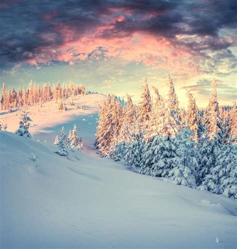 Incredible Winter Sunrise In Carpathian Mountains With Snow Cove Stock