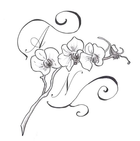 Orchid Drawing Outline At Getdrawings Free Download