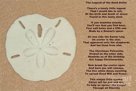 Meaning Of Sand Dollar Legend Of The Sand Dollar Photograph Legend
