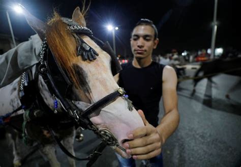 بالصور.. سباق لخيول الكارو في شوارع القاهرة - الكنوز المصرية