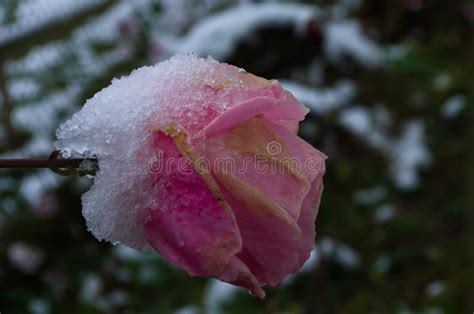 Frozen Rose In The Garden Covered In Snow Garden In Winter Stock Photo