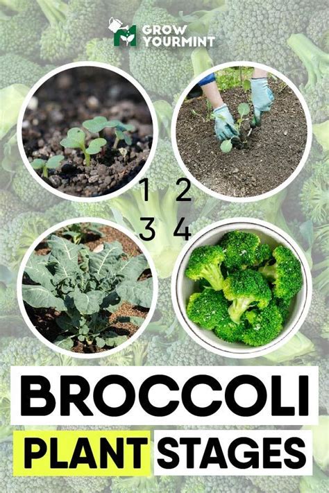 Sitemap Weekend Gardener Broccoli Plant Broccoli Plant Stages