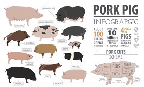 Cerdos Cerdos Reproducen Plantilla Infográfica Diseño Plano Vector