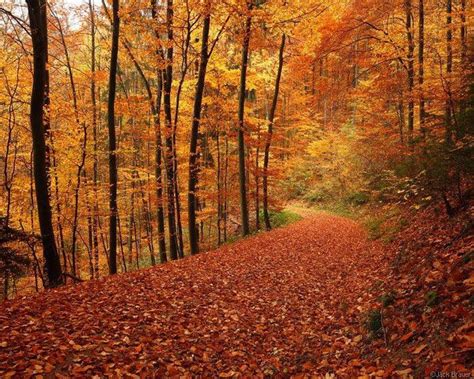 Fall My Favorite Season Black Forest Germany Forest Path Autumn