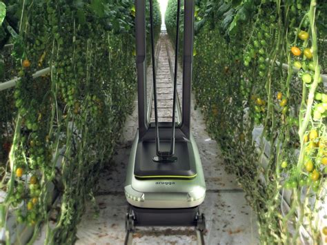 Greenhouse Tomato Industry Abuzz About New Pollinating Robot Future